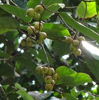Fruits on an unknown tree photo